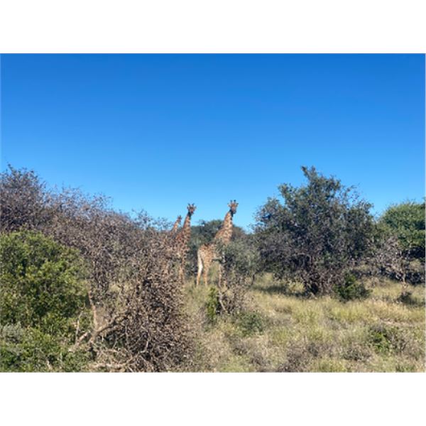 8-night/7-day South Africa Roan or Sable Hunt for Two Hunters and Two Non-hunters