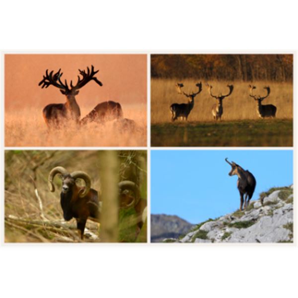 7-day South of France Gold Medal Fallow Deer, Silver Medal Mouflon, Alpine Chamois Hunt for One Hunt