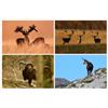 Image 1 : 7-day South of France Gold Medal Fallow Deer, Silver Medal Mouflon, Alpine Chamois Hunt for One Hunt