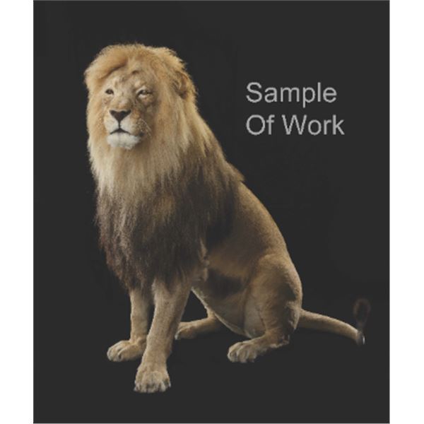 Taxidermy Services for a Custom Mounting of an African Lion
