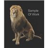 Image 1 : Taxidermy Services for a Custom Mounting of an African Lion