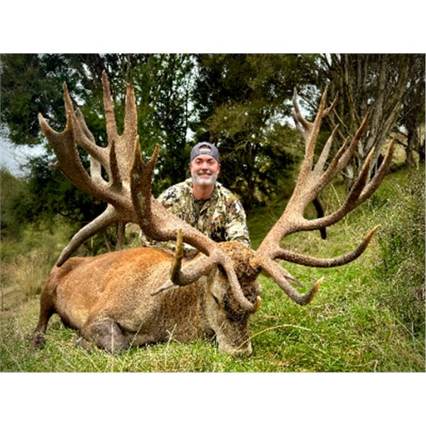 5-day New Zealand Trophy Red Stag and Arapawa Ram Hunt for One Hunter and One Non Hunter