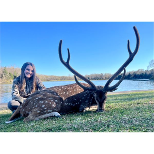 3-day/3/-night Texas Trophy Axis and Jacob's Sheep Hunt for One Hunter and One Guest