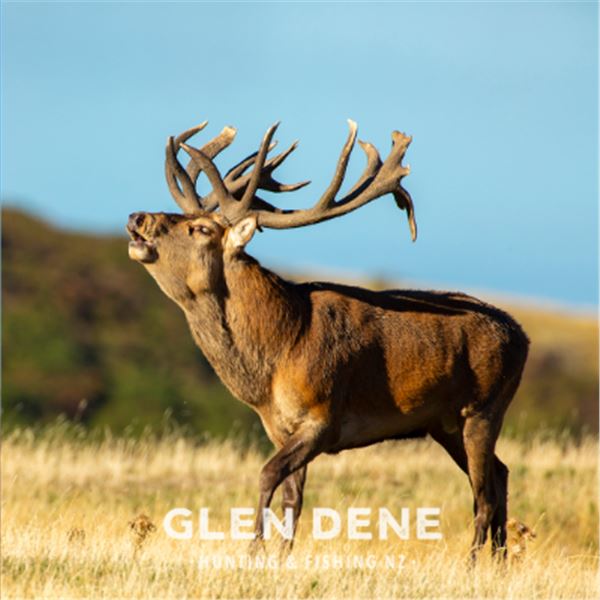 5-day New Zealand Gold-Medal Red Stag and Chamois Hunt for Two Hunters