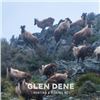 Image 3 : 5-day New Zealand Gold-Medal Red Stag and Chamois Hunt for Two Hunters
