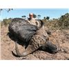 Image 2 : 7-day South Africa Cape Buffalo Hunt for One Hunter and One Non-hunter