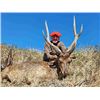 Image 1 : 5-day Australia Moluccan Rusa Deer hunt for one hunter and one non-hunter