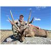 Image 2 : 5-day Australia Moluccan Rusa Deer hunt for one hunter and one non-hunter