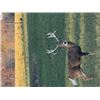 Image 4 : 3-day Indiana Whitetail Deer up to 200 SCI hunt for One Hunter and One Non-hunter