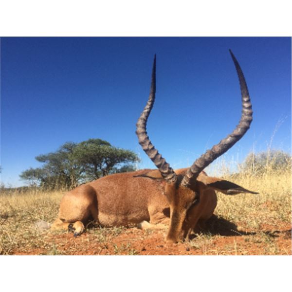 8-day South Africa Pains Game Hunt for Two Hunters
