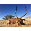 Image 1 : 8-day South Africa Pains Game Hunt for Two Hunters