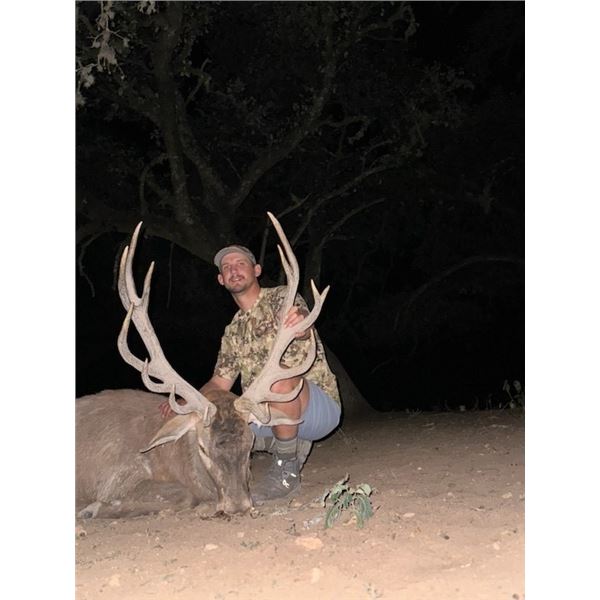 2-day Texas Red Stag and Boar Hunt for One Hunter and One Non-Hunter
