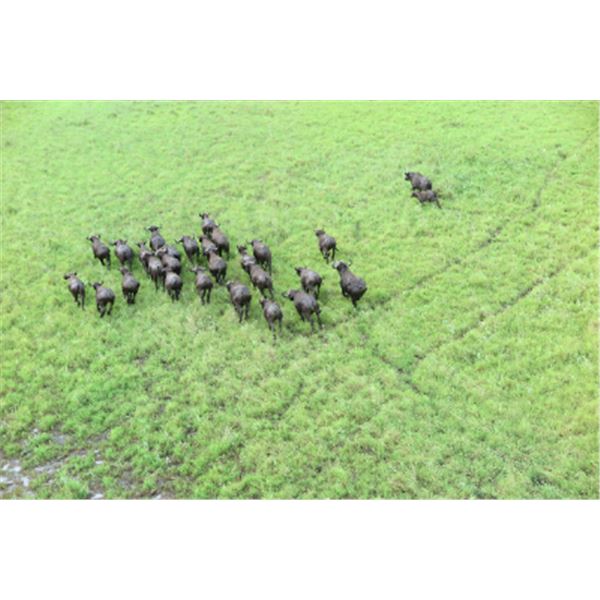 10-day Mozambique Cape Buffalo Hunt for One Hunter and One Non-hunter