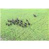 Image 1 : 10-day Mozambique Cape Buffalo Hunt for One Hunter and One Non-hunter