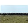 Image 3 : 10-day Mozambique Cape Buffalo Hunt for One Hunter and One Non-hunter