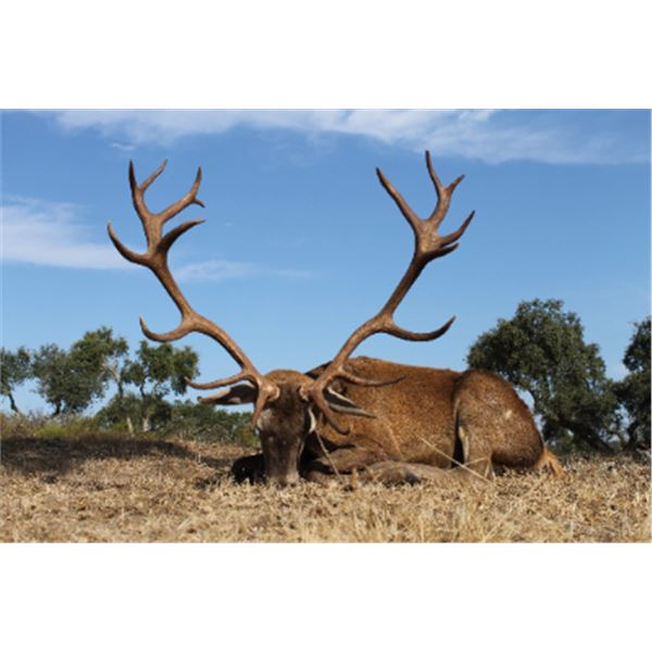 5-day Portugal Iberian Red Deer Hunt for Two Hunters