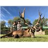 Image 1 : 5-day Argentina Gold Medal Red Stag and Fallow Deer up to 240 inches for Two Hunters