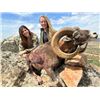 Image 1 : 5-day Spain Iberian Mouflon Sheep Hunt for One Hunter and One Non-Hunter