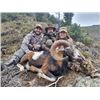 Image 2 : 5-day Spain Iberian Mouflon Sheep Hunt for One Hunter and One Non-Hunter