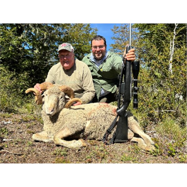 5-day Argentina Patagonian Ram (Feral Sheep), Feral Goat Hunt for Two Hunters