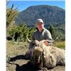 Image 2 : 5-day Argentina Patagonian Ram (Feral Sheep), Feral Goat Hunt for Two Hunters