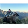 Image 3 : 5-day New Zealand Himalayan Tahr Hunt for One Hunter and One Non-Hunter
