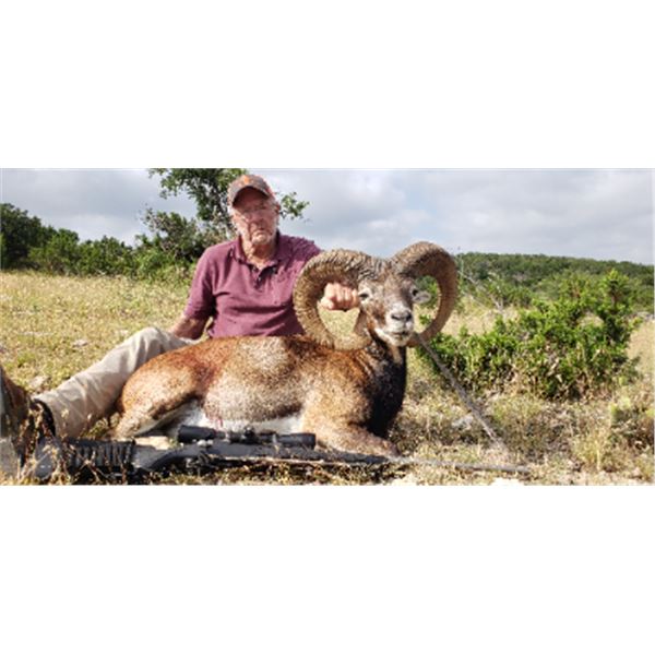 2-day Texas Red Sheep Ram and Cow Elk Hunt for One Hunter and One Non-hunter