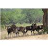 Image 3 : 2-day Texas Red Sheep Ram and Cow Elk Hunt for One Hunter and One Non-hunter
