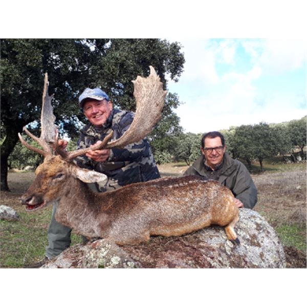 5-day Spain Iberian Red Deer, Iberian Mouflon Sheep or Fallow Deer (hunter choice) Hunt for Two Hunt