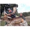 Image 1 : 5-day Spain Iberian Red Deer, Iberian Mouflon Sheep or Fallow Deer (hunter choice) Hunt for Two Hunt