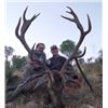 Image 2 : 5-day Spain Iberian Red Deer, Iberian Mouflon Sheep or Fallow Deer (hunter choice) Hunt for Two Hunt