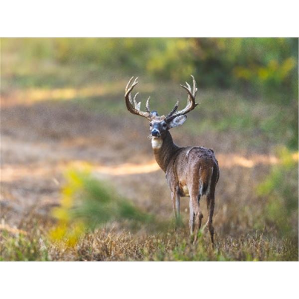 3-days/2-nights Alabama Southeastern White-tailed Deer Hunt for One Hunter and One Non-Hunter