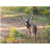 Image 1 : 3-days/2-nights Alabama Southeastern White-tailed Deer Hunt for One Hunter and One Non-Hunter