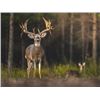 Image 2 : 3-days/2-nights Alabama Southeastern White-tailed Deer Hunt for One Hunter and One Non-Hunter