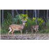 Image 3 : 3-days/2-nights Alabama Southeastern White-tailed Deer Hunt for One Hunter and One Non-Hunter