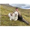 Image 2 : 10-day Alaska Horseback Dall Sheep Hunt for One Hunter