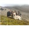 Image 3 : 10-day Alaska Horseback Dall Sheep Hunt for One Hunter