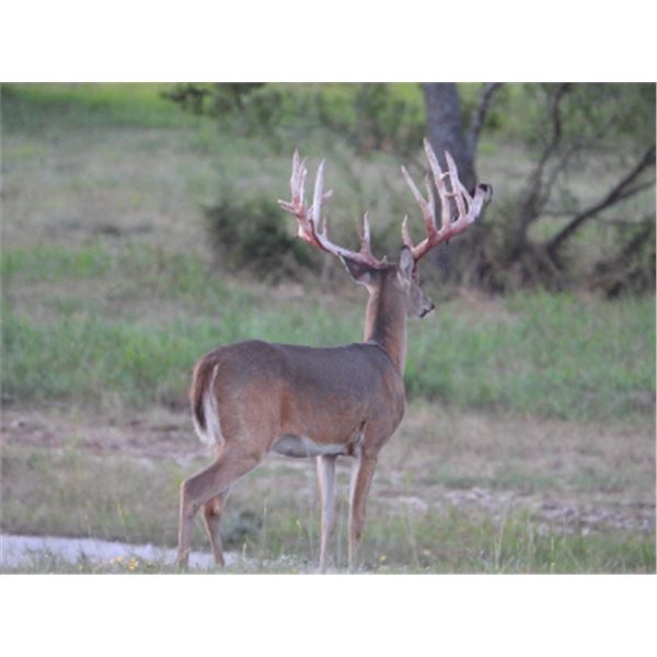 4-day Texas Whitetail Deer (300" plus) Hunt for Two Hunters and Two Non-hunters