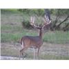 Image 1 : 4-day Texas Whitetail Deer (300" plus) Hunt for Two Hunters and Two Non-hunters