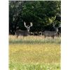 Image 2 : 4-day Texas Whitetail Deer (300" plus) Hunt for Two Hunters and Two Non-hunters
