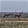 Image 3 : 4-day Texas Whitetail Deer (300" plus) Hunt for Two Hunters and Two Non-hunters