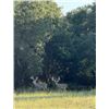 Image 4 : 4-day Texas Whitetail Deer (300" plus) Hunt for Two Hunters and Two Non-hunters