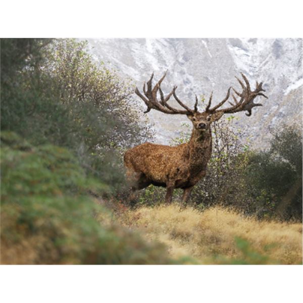 5-day/6-night New Zealand Trophy Red Stag up to 750 SCI Hunt and Helicopter Adventure with Wine Tast