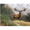 Image 1 : 5-day/6-night New Zealand Trophy Red Stag up to 750 SCI Hunt and Helicopter Adventure with Wine Tast