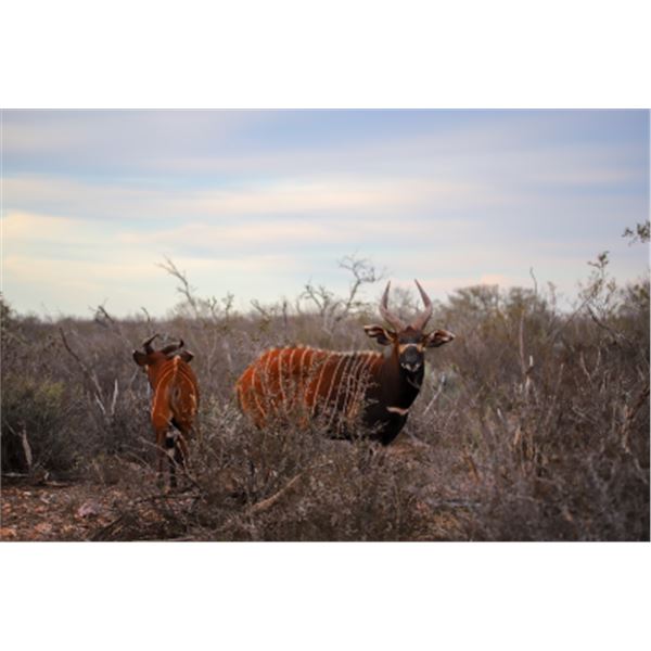 Texas Mountain Bongo Hunt, Life Size Bronze Bongo and Kenya Conservation & Safari Experience