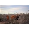 Image 1 : Texas Mountain Bongo Hunt, Life Size Bronze Bongo and Kenya Conservation & Safari Experience