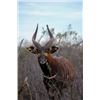 Image 2 : Texas Mountain Bongo Hunt, Life Size Bronze Bongo and Kenya Conservation & Safari Experience