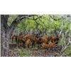 Image 3 : Texas Mountain Bongo Hunt, Life Size Bronze Bongo and Kenya Conservation & Safari Experience
