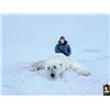 Image 1 : 10-day Nunavut Territory CITES (non-importable to US and Mexico) Polar Bear Hunt for One Hunter