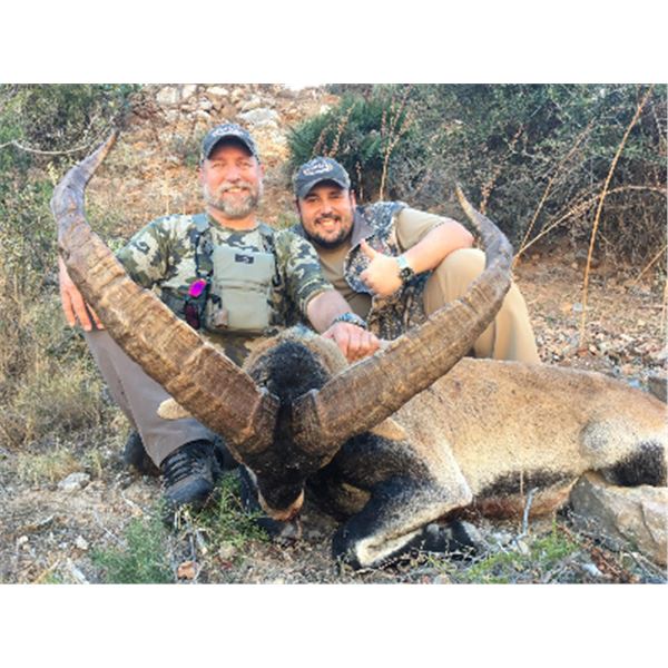 5-day Spain Best Available Southeastern Ibex Hunt for Two Hunters